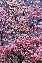 《Baladins》登陆Steam 温馨画风TRPG新作